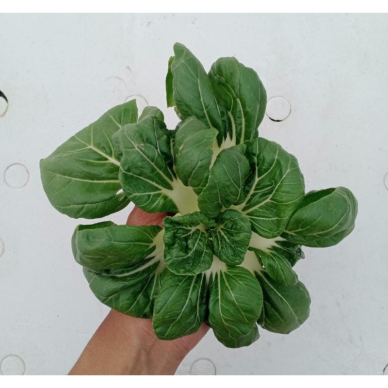 

Pakcoi Naibai - Sayur Hidroponik