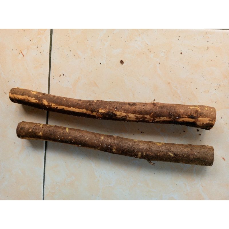 kayu senggani jumbo aquascape