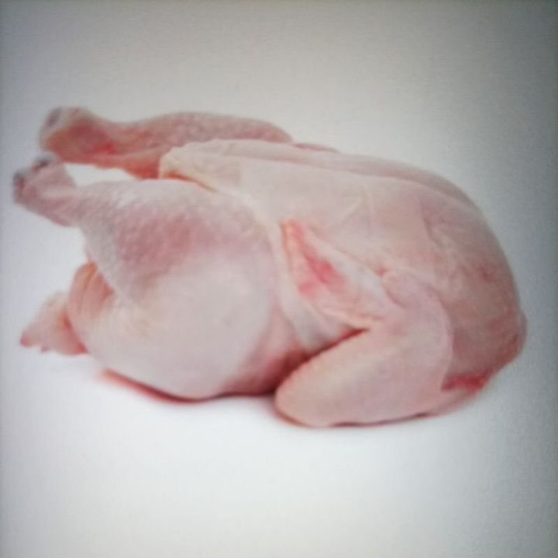 

Ayam Potong/Ayam Besar 1,5 /Langsung kirim