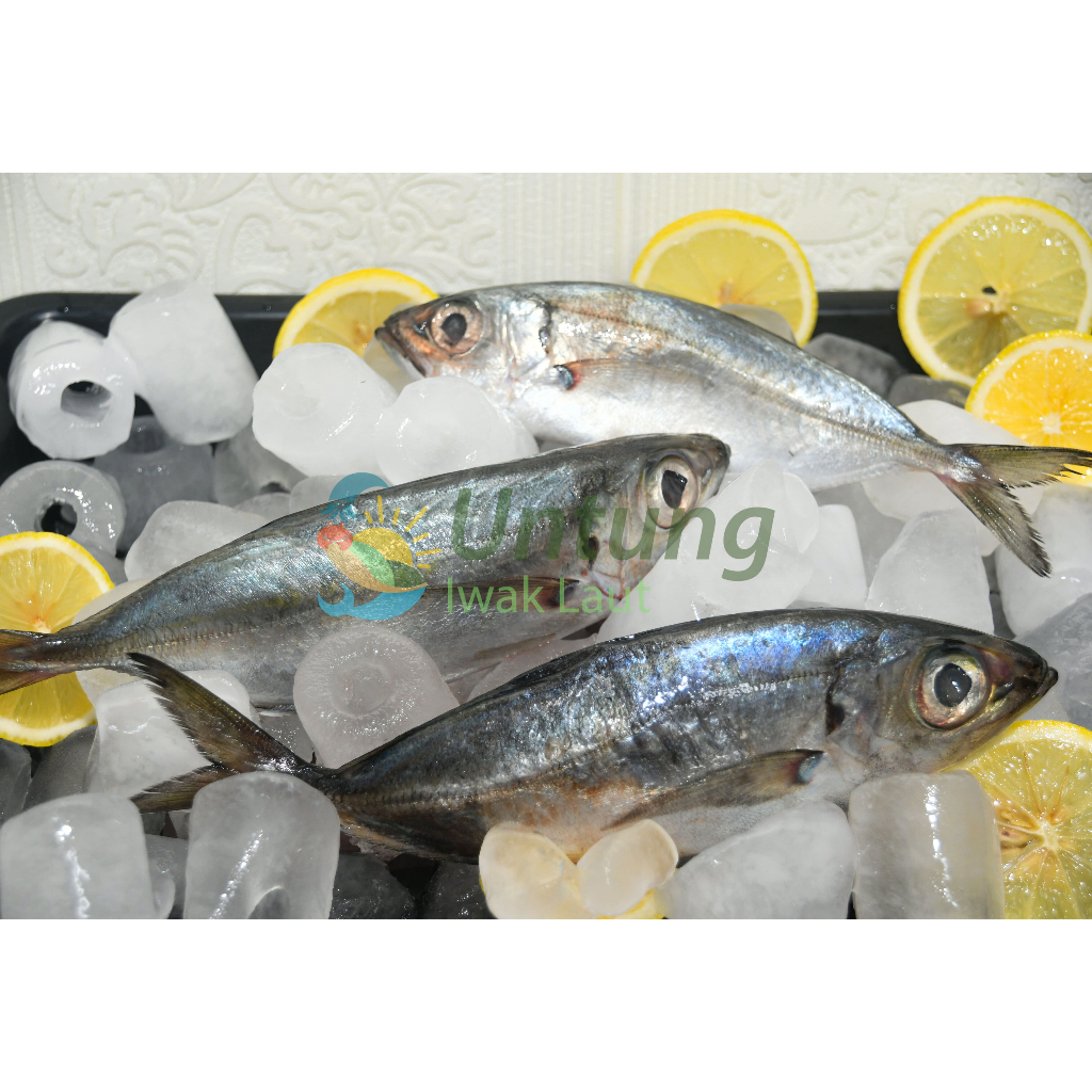 

Ikan Kembung / Selor Bentong