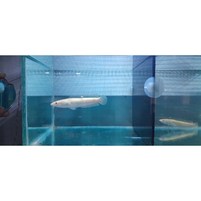chana maru ys/red barito/asitica ws,sp,kalimaya/albino/stewarti/andrao/limbata