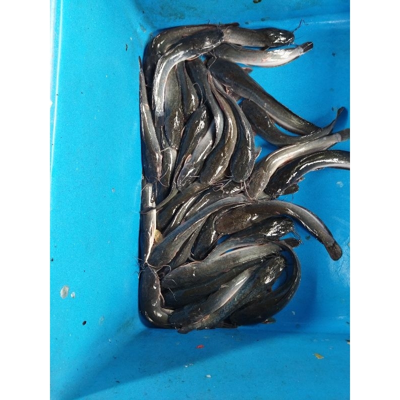 

Ikan lele hidup (Baca deskripsi sebelum beli)