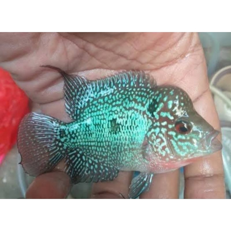 ucup-pank - lohan SRD  3,4,5 jari