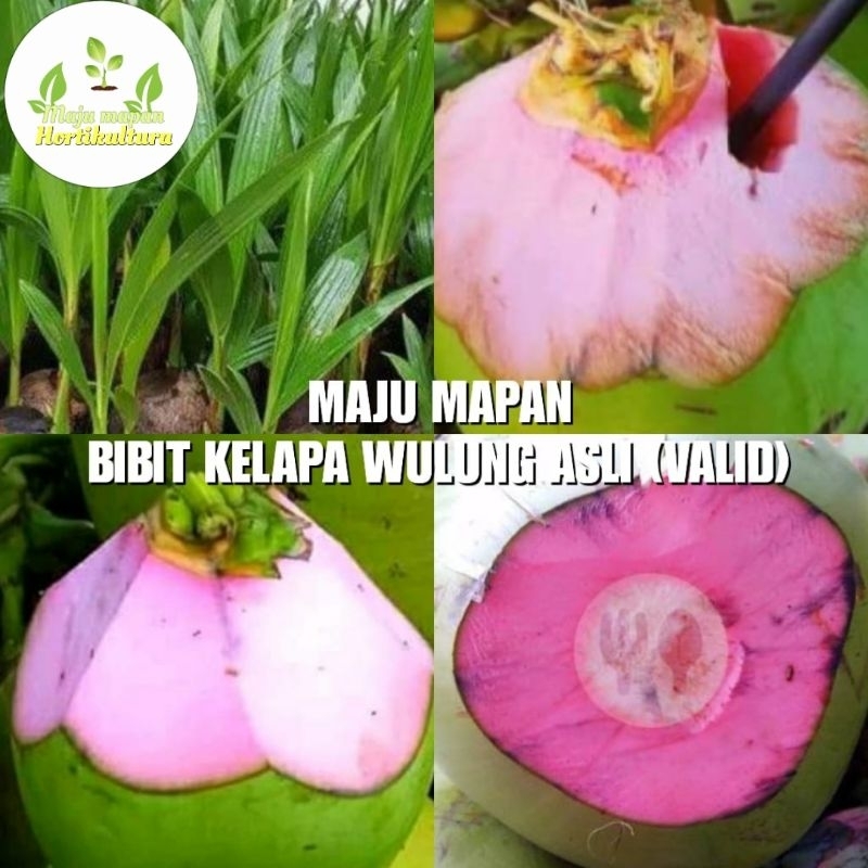 BIBIT KELAPA WULUNG ASLI SUPER (VALID)