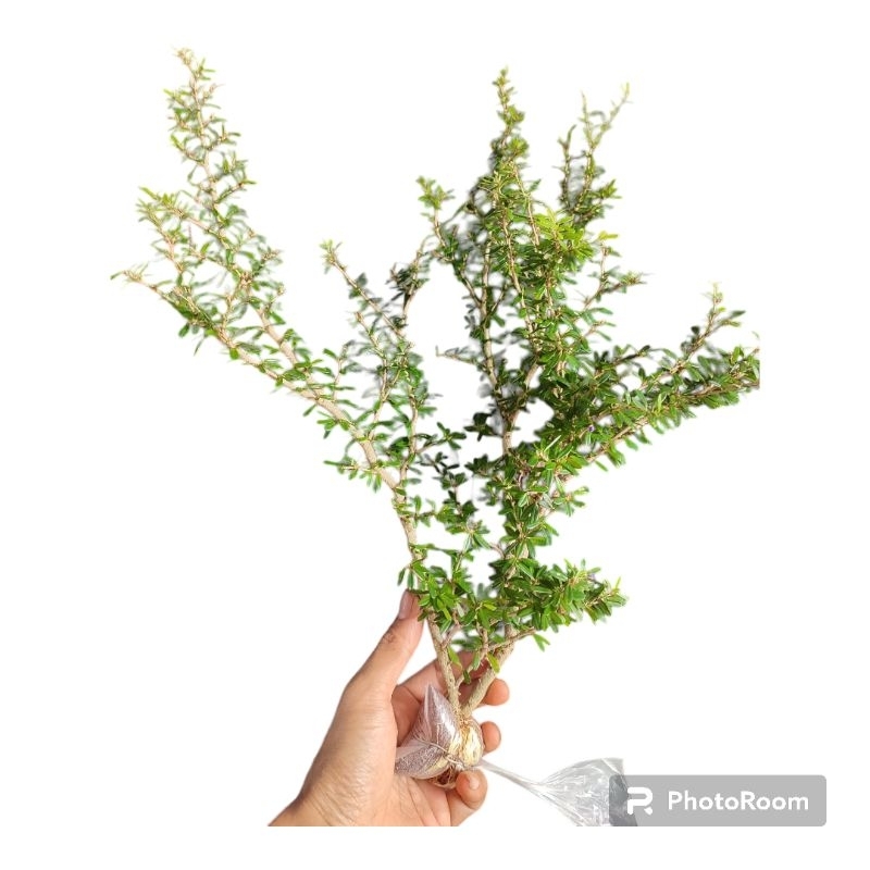 Saeng simbur super micro vietnam