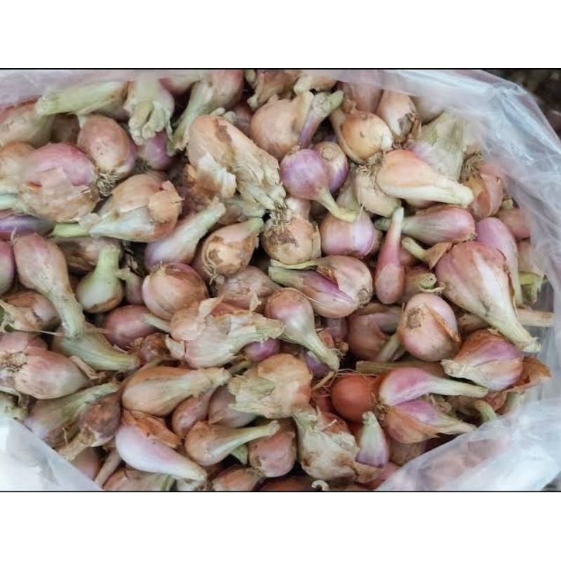 

BAWANG SUMENEP ASLI 1 KG