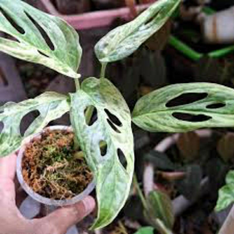 Monstera janda bolong VARIEGATA local monstera janda bolong