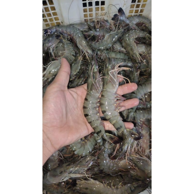 

udang pancet windu Tiger sz 25-30 ekor /kg hrg 145000