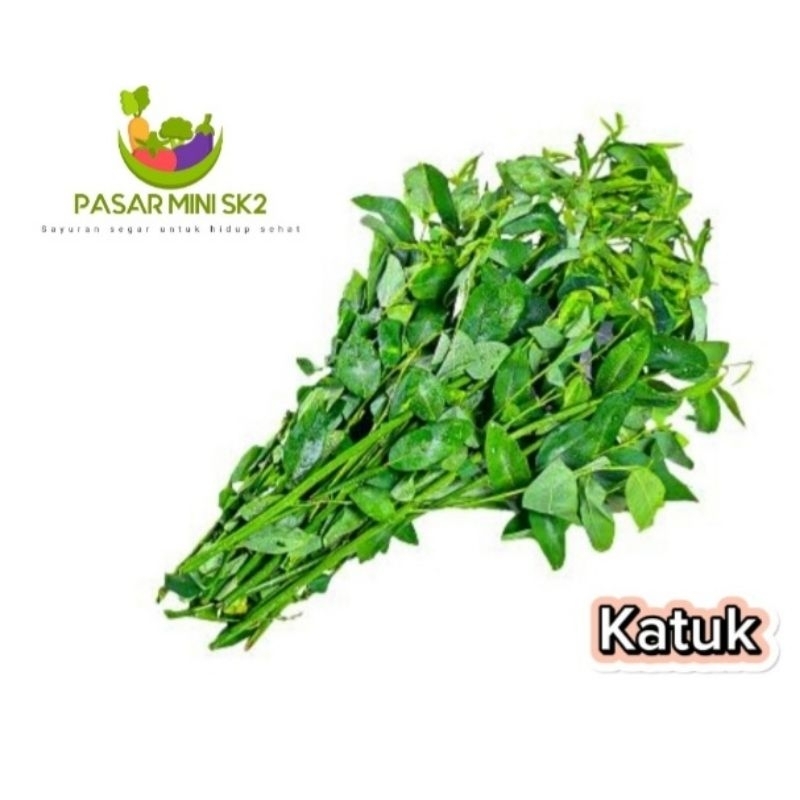 

sayur katuk