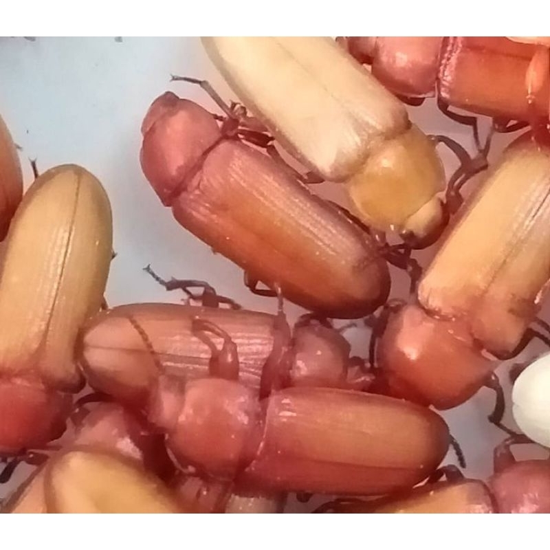

KEPIK HONGKONG 1GELAS