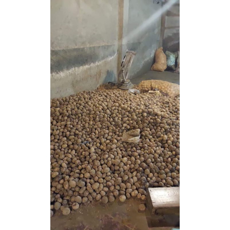 

KENTANG KUNING SUPER kaki gunung slamet, barang fresh.