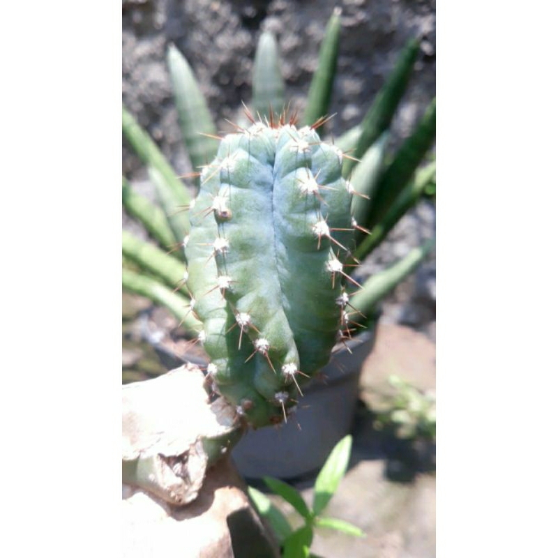 cereus forbesi spiral fresh cutting