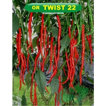 CABE OR TWIST 22 KRITING ORIENTAL SEED