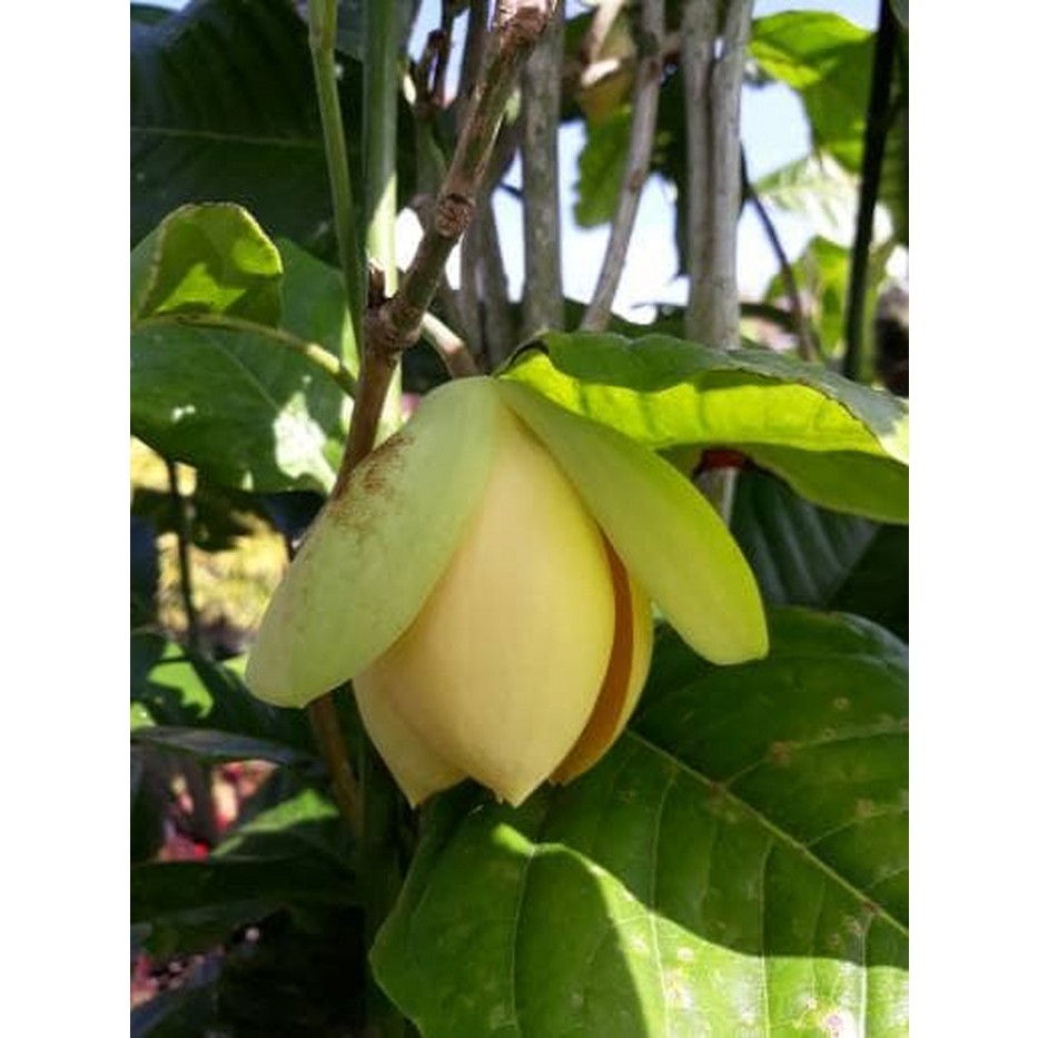 indukan Tanaman Cempaka Gondok Kuning Kuncup (Magnolia liliifera)