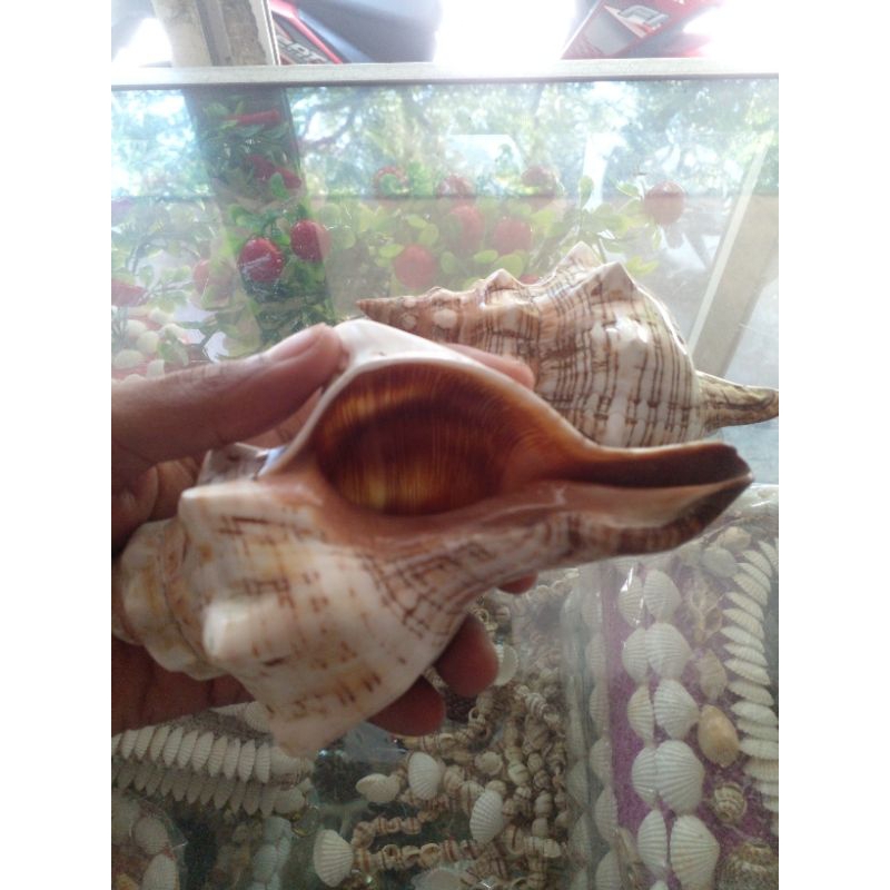 cangkang kelomang/keong Pleuroploca trapesium