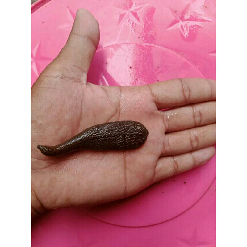 lintah terapi pilihan ukuran besar jumbo