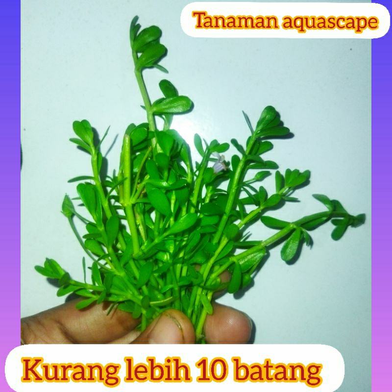 Tanaman aquarium -+ 20 batang