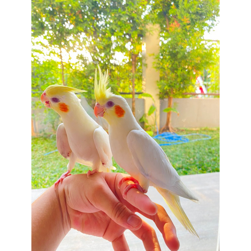 BURUNG PARKIT AUSTRALIA FALK COCKATIEL JINAK