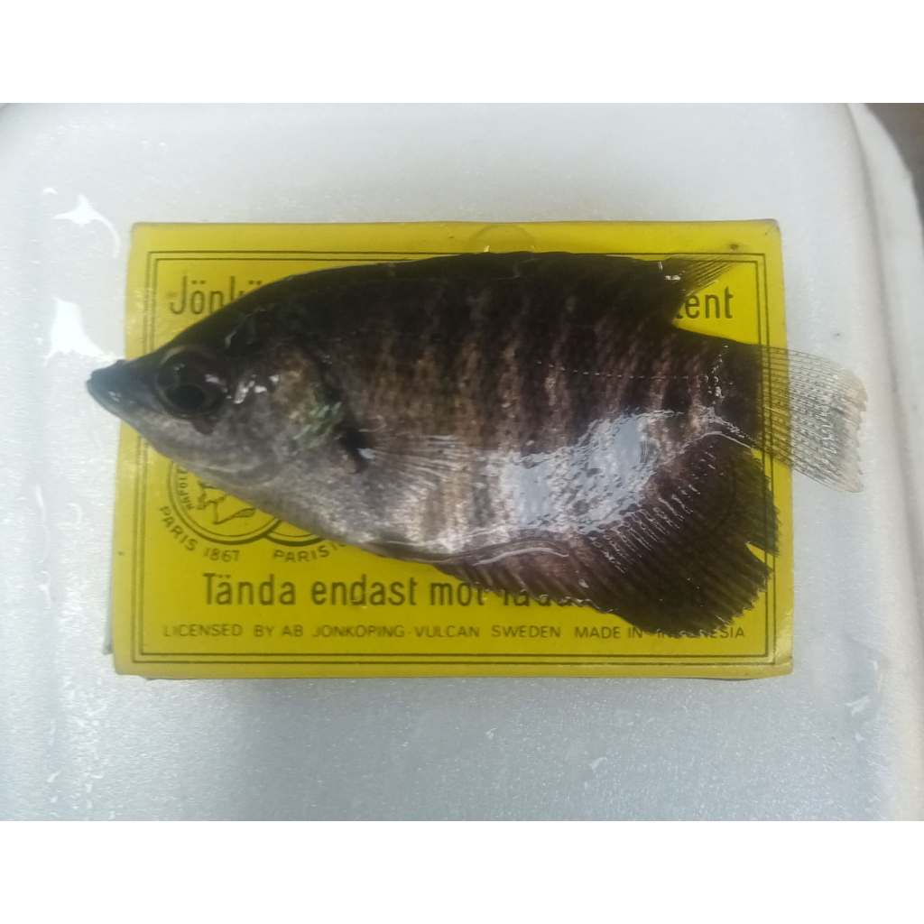 Bibit Ikan Gurame Soang