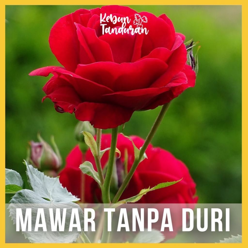 Bunga Mawar Hidup Tanpa Duri Tak Berduri MIX Tanaman Hias Mawar Tidak Berduri