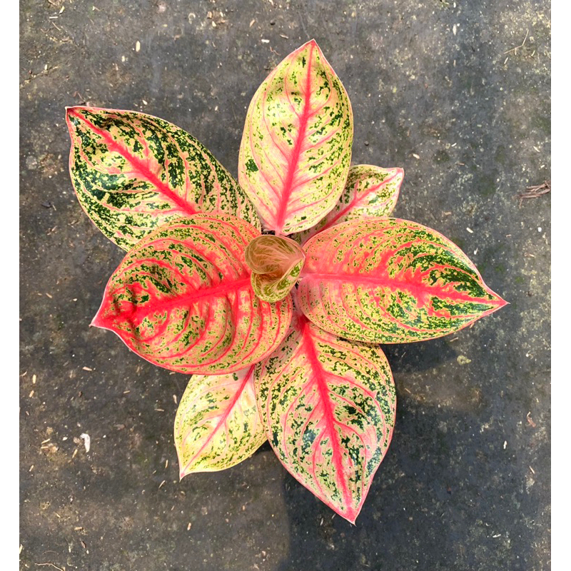 Aglonema Widuri Trah Merah (Widuri)