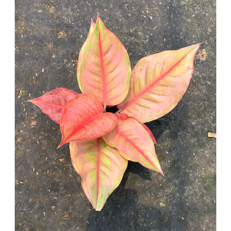 Aglonema Light Of Diamond ( LOD )