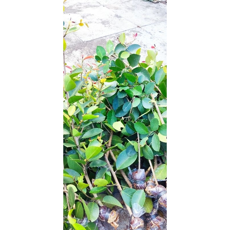 CANGKOKAN IPRIK SILVER KECIL