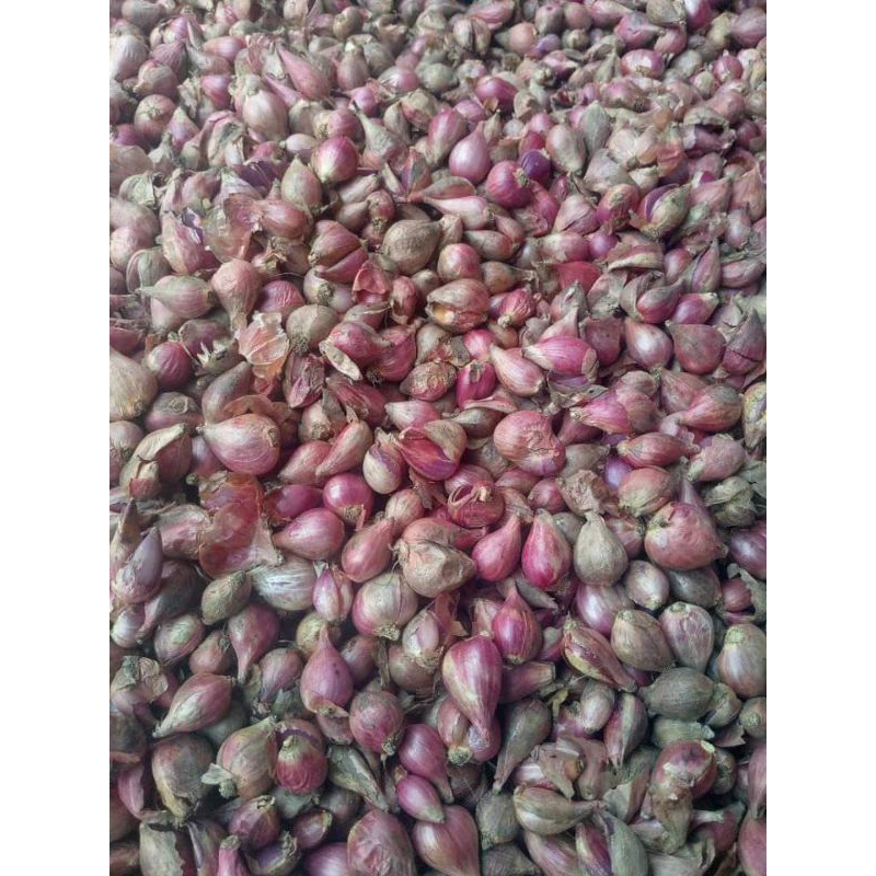 

bawang merah