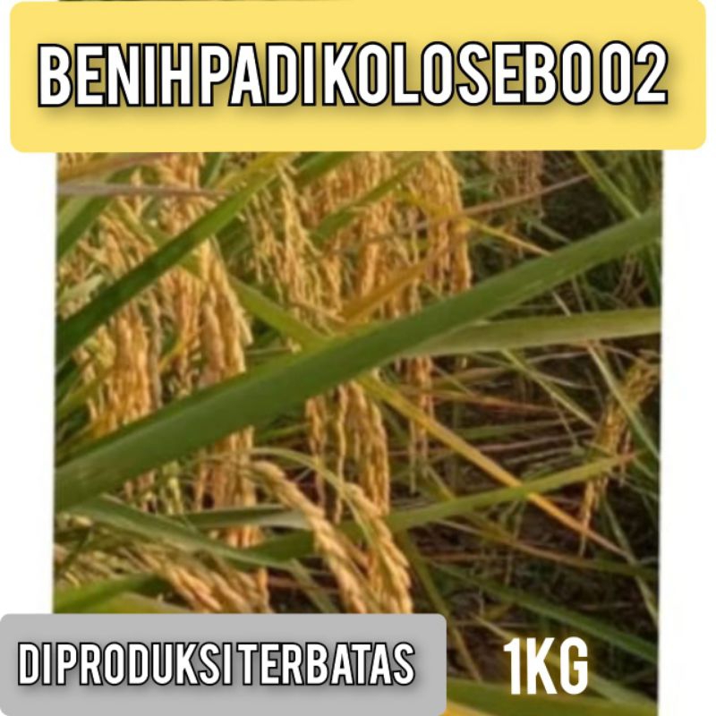 Benih Padi Kolosebo