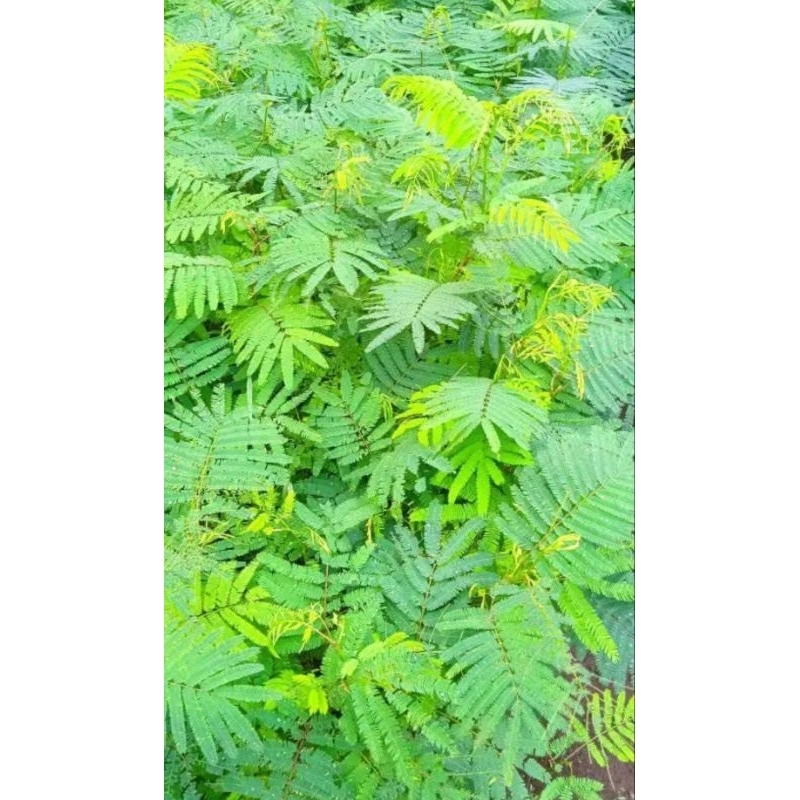 bibit kaliandra Pakan Ternak bergizi tinggi