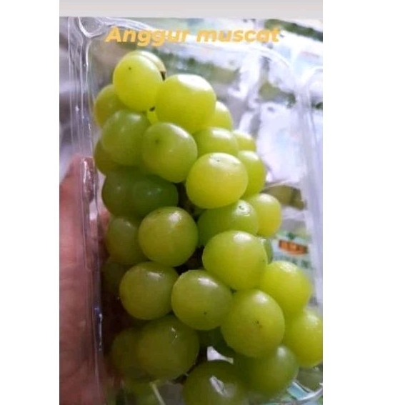 

anggur shine muscat / anggur kenyal