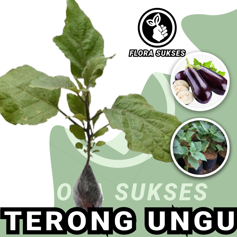 Tanaman Terong Ungu Terong Panjang Siap Berbuah