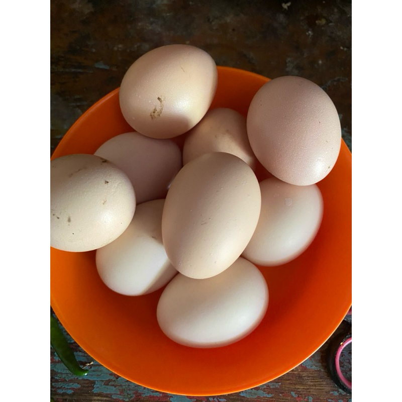 

Telur Ayam Kampung