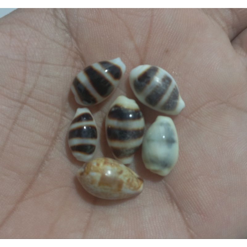 cangkang kerang kuwuk zebra (semua)