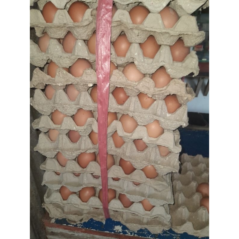 

Telor horn 15 kg / iket