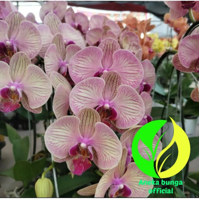 anggrek bulan premium sudah dewasa siap berbunga / pohon anggrek bulan sudah dewasa