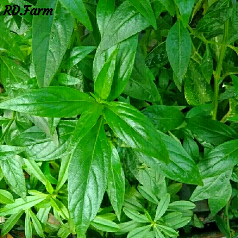 

Daun Sambiloto Segar fresh 100 Lembar