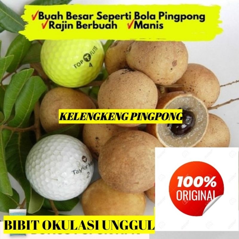 BIBIT KELENGKENG PINGPONG OKULASI UNGGUL
