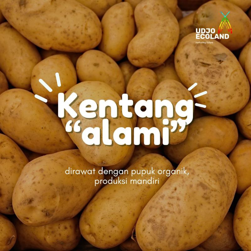

KENTANG "ALAMI