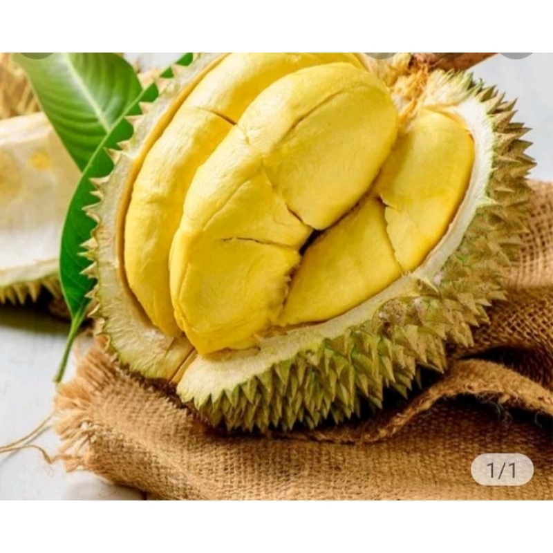 

Durian Montong Thailand utuh Berat(++3,2kg)