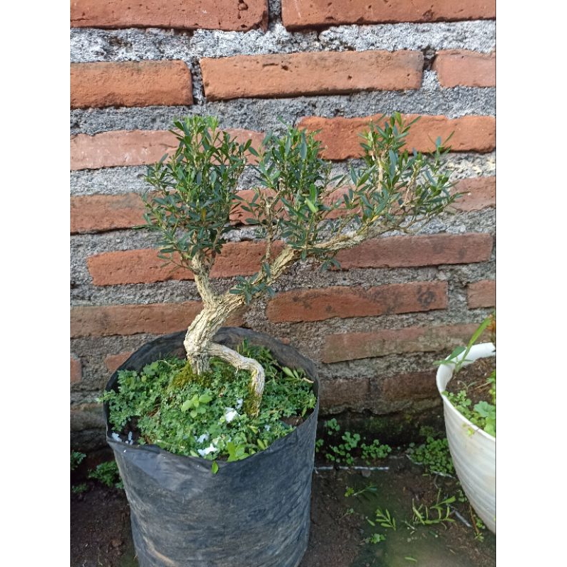 Bonsai Buxus Harlandi