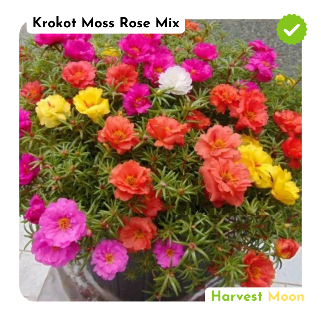 Benih Bibit Biji - Bunga Krokot Moss Rose Mix (Portulaca grandiflora) Krokot Mawar Single &amp; Double Flower Seeds - IMPORT Benih T35