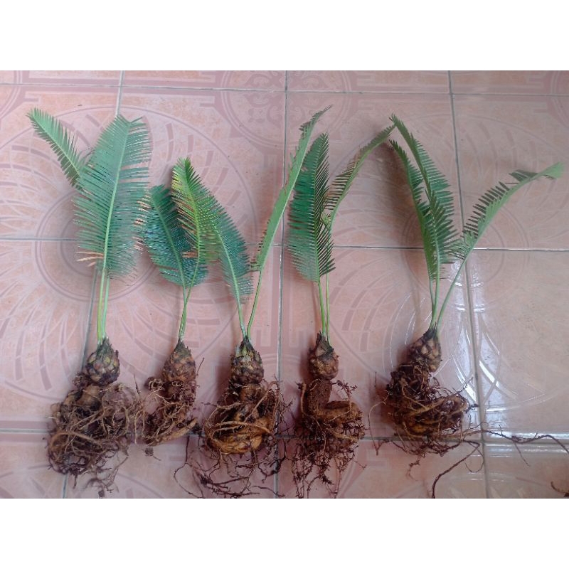 Encephalartos dioon edule