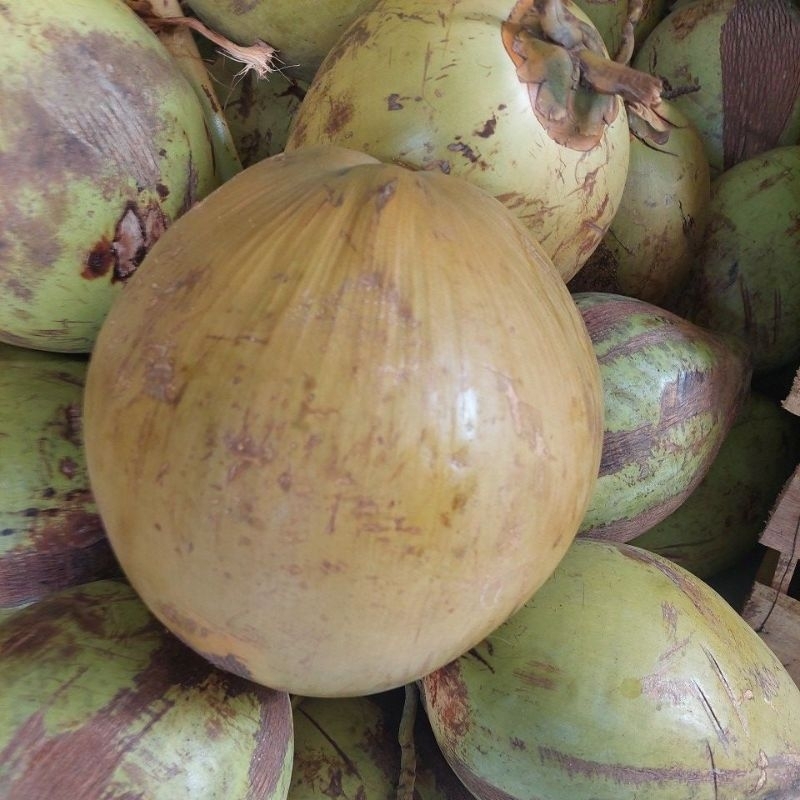 

Kelapa butir.original & kelapa ijo(obat) khusus gojeg instan,same day.AREA TANGERANG -JAKARTA
