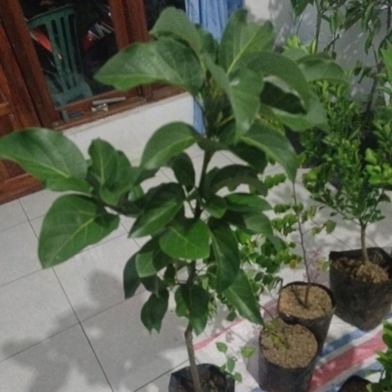 

alpukat Markus batang super