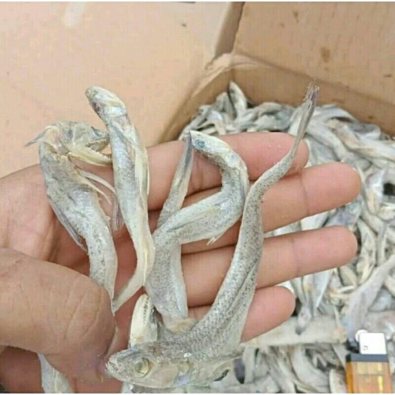

500g Ikan asen Kacangan/kadalan kereng super Murah