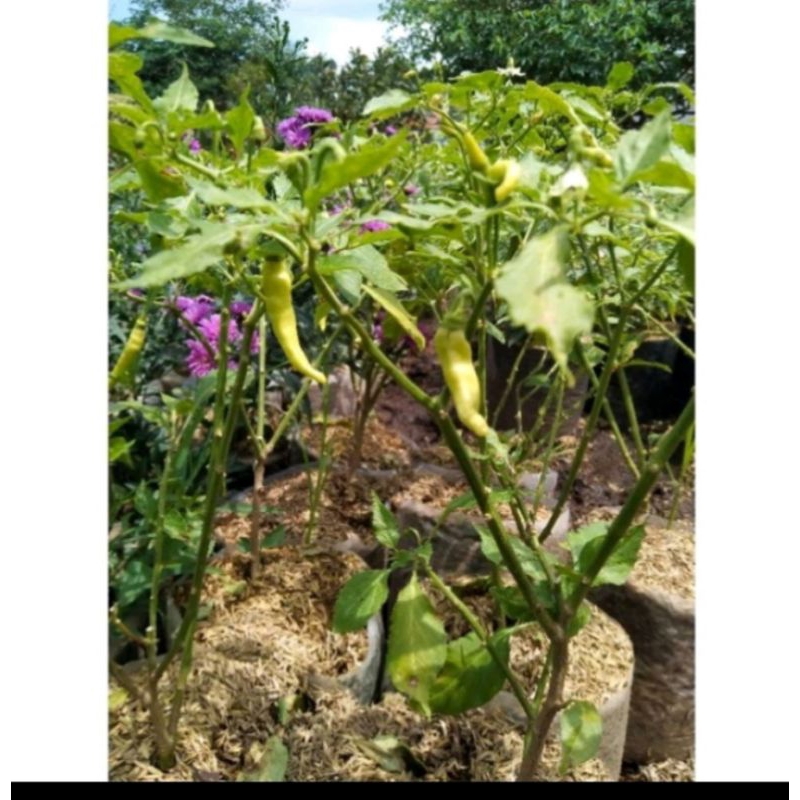POHON CABAI DOMBA MERAH// CABAI KUNING//POHON CABAI