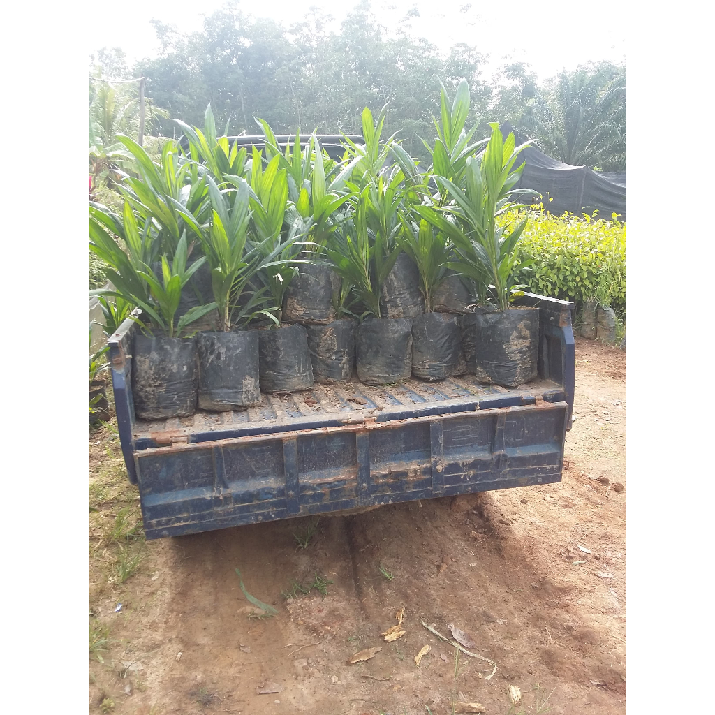 BIBIT SAWIT UNGGUL BERSERTIFIKAT PALEMBANG