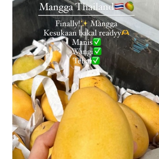 

( READY KAMIS ) Mangga thailand Susu Gold Premium Super Manis