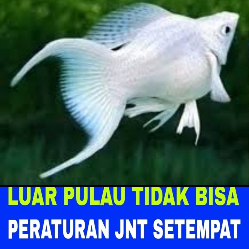 ikan molly platinum cawang balon